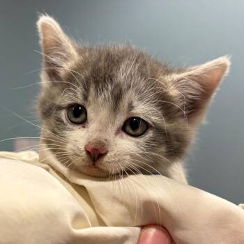 Domestic Short Hair Cats Available for Adoption in Chattanooga, Tennessee - Chitty Chitty Bang Bang | PetCurious