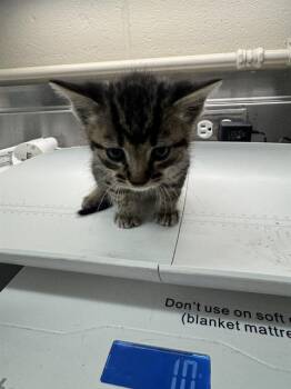 JOE -  Domestic Short Hair Cat for Adoption in Grand Prairie, Texas - JOE | PetCurious