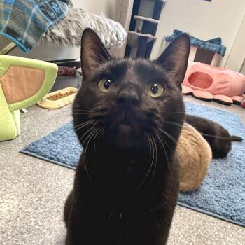 Sebastian -  Domestic Short Hair Cat for Adoption in Zimmerman, Minnesota - Sebastian | PetCurious