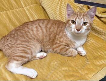 Nala -  Domestic Short Hair Cat for Adoption in Cortland, Ohio - Nala | PetCurious