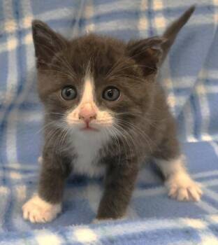 Domestic Short Hair Cats Available for Adoption in Thief River Falls, Minnesota - Bennett | PetCurious