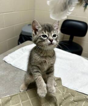 Gadget -  Domestic Short Hair Cat for Adoption in Westland, Michigan - Gadget | PetCurious