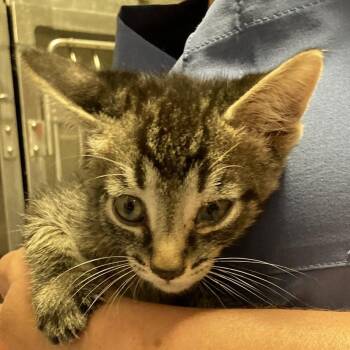 Dexter -  Domestic Short Hair Cat for Adoption in Pittsford, Vermont - Dexter | PetCurious