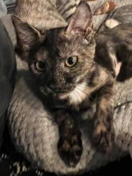 Marble -  Domestic Short Hair Cat for Adoption - Marble | PetCurious