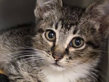 NEVILLE LONGBOTTOM -  Domestic Short Hair Cat for Adoption in Kent, Washington - NEVILLE LONGBOTTOM | PetCurious