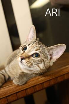 Rescue Domestic Short Hair Cats for Adoption - Ari | PetCurious