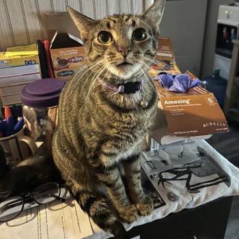 Nod -  Domestic Medium Hair Cat for Adoption in Veneta, Oregon - Nod | PetCurious
