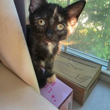 Pearl & Bo -  Domestic Short Hair and Tortoiseshell Cat for Adoption in Canton, Massachusetts - Pearl & Bo | PetCurious