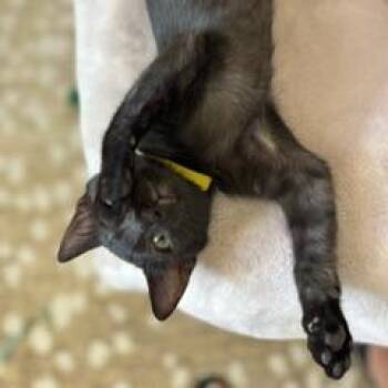 Venus -  Domestic Short Hair Cat for Adoption in Las Vegas, Nevada - Venus | PetCurious