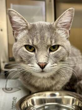 Geodude -  Domestic Short Hair Cat for Adoption in Wichita, Kansas - Geodude | PetCurious