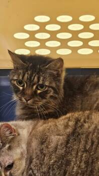 Domestic Short Hair Cats Available for Adoption - KiKi | PetCurious