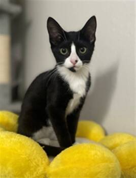 Rescue Domestic Long Hair Cats for Adoption in Sacramento, California - AZULA | PetCurious