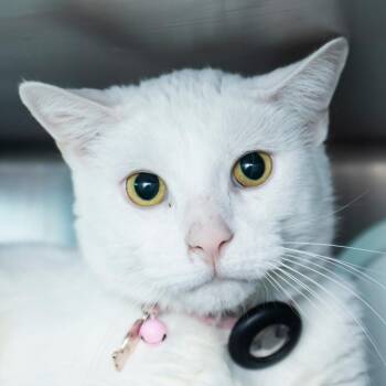 Domestic Short Hair Cats Available for Adoption - Oscar | PetCurious