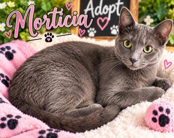 Morticia -  Domestic Short Hair Cat for Adoption in INDN HBR BCH, Florida - Morticia | PetCurious