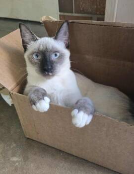 Rescue Snowshoe Cats for Adoption in Warr Acres, Oklahoma - Pidge | PetCurious