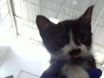 Domestic Long Hair Cats Available for Adoption in Dallas, Texas - REX | PetCurious