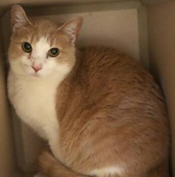 Monster (Bonded w Oreo) -  Domestic Short Hair Cat for Adoption in Bowling Green, Kentucky - Monster (Bonded W Oreo) | PetCurious