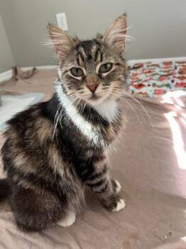 Sarsparilla -  Domestic Medium Hair Cat for Adoption in Seattle, Washington - Sarsparilla | PetCurious