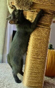 Christina (aka Christopher) (Smidgeon) -  Domestic Short Hair Cat for Adoption in Chicago, Illinois - Christina (aka Christopher) (Smidgeon) | PetCurious