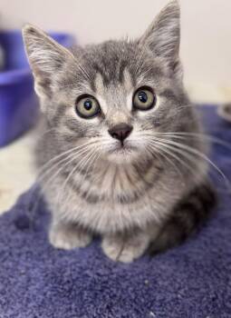 Lisa -  Domestic Short Hair Cat for Adoption in Hackensack, Minnesota - Lisa | PetCurious