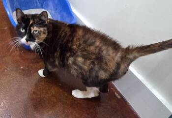 Calico and Domestic Short Hair Cats Available for Adoption in Magnolia Springs, Alabama - Ari | PetCurious