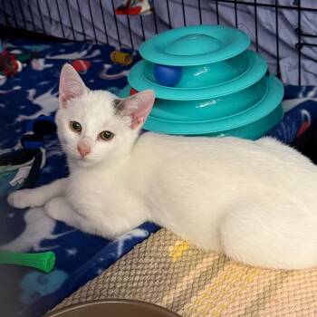 Domestic Short Hair Cats Available for Adoption - Boo | PetCurious