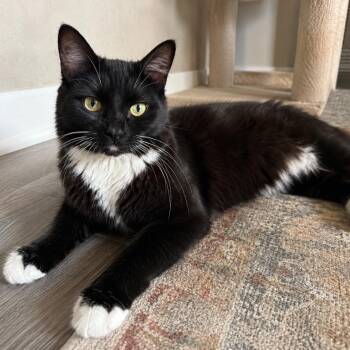 Panda -  Domestic Short Hair and Tuxedo Cat for Adoption in Houston, Texas - Panda | PetCurious