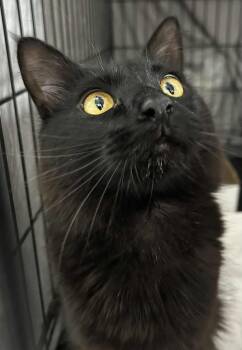 Rescue Domestic Medium Hair Cats for Adoption in Westfield, Massachusetts - Shadow | PetCurious