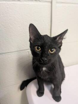 Clipboard -  Domestic Short Hair Cat for Adoption in Cincinnati, Ohio - Clipboard | PetCurious