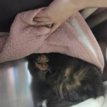 Nyx -  Domestic Short Hair Cat for Adoption in Walker, Michigan - Nyx | PetCurious