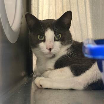 Pete -  Domestic Short Hair Cat for Adoption in Cumming, Georgia - Pete | PetCurious