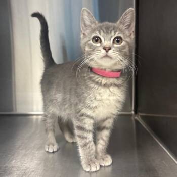 Bisque -  Domestic Short Hair Cat for Adoption - Bisque | PetCurious