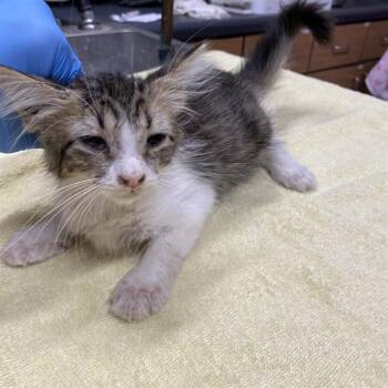 A613853 -  Domestic Long Hair Cat for Adoption in Modesto, California - A613853 | PetCurious