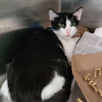 Domestic Medium Hair Cats Available for Adoption - Daisy  Duck | PetCurious