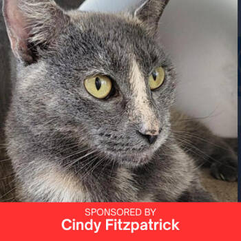 Rescue Domestic Short Hair Cats for Adoption in Brandon, Florida - Dolly | PetCurious