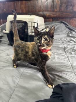 Rescue Domestic Short Hair Cats for Adoption in Albany, Wisconsin - Medusa | PetCurious