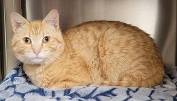 Domestic Short Hair Cats Available for Adoption in Vancouver, Washington - Cheese-It | PetCurious