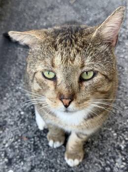 Ringo -  American Shorthair Cat for Adoption in Oakland Park, Florida - Ringo | PetCurious