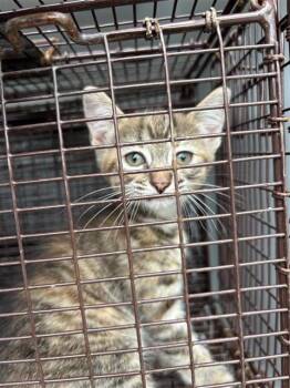 A661331 -  Domestic Short Hair Cat for Adoption in Houston, Texas - A661331 | PetCurious