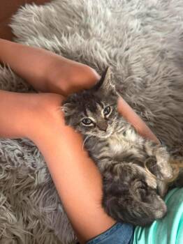 Cicero -  Domestic Short Hair Cat for Adoption in Chicago, Illinois - Cicero | PetCurious