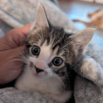 Pasta 29754 -  Domestic Short Hair Cat for Adoption in Middleburg, Florida - Pasta 29754 | PetCurious