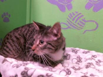 Rescue Domestic Short Hair Cats for Adoption in Houston, Texas - MERLIN | PetCurious