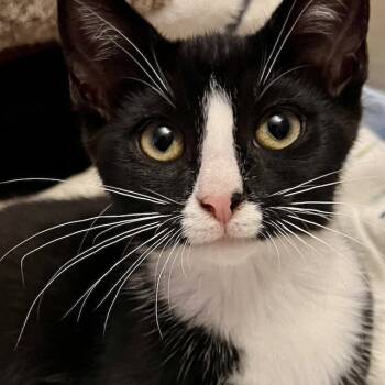 Rescue Domestic Short Hair Cats for Adoption - Dolly Bonded To Loretta | PetCurious