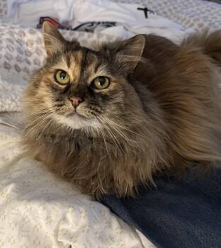 Luna -  Domestic Long Hair Cat Available for Adoption in Bloomfield, Connecticut - Luna | PetCurious