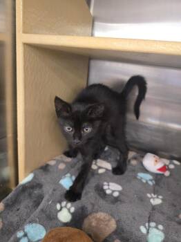 Charm -  Domestic Short Hair Cat for Adoption in Ruskin, Florida - Charm | PetCurious