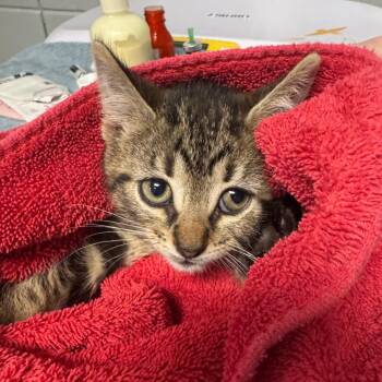 Eggplant -  Domestic Short Hair Cat for Adoption in West Olive, Michigan - Eggplant | PetCurious