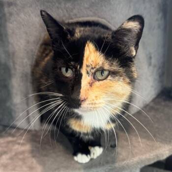 Domestic Short Hair Cats Available for Adoption in Midland, Texas - FWT Mrs. Loaf | PetCurious
