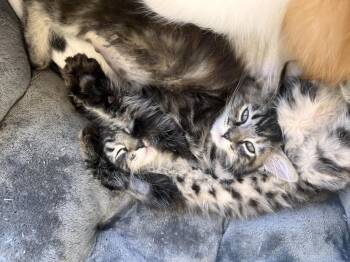 Coffee -  Maine Coon and Tabby Cat Available for Adoption in San Diego, California - Coffee | PetCurious