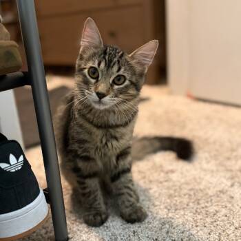 Rescue Domestic Medium Hair Cats for Adoption in Sunnyvale, California - Sienna | PetCurious