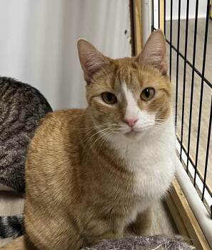 Rescue Domestic Short Hair Cats for Adoption in Knoxville, Georgia - Phyllis | PetCurious